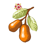 Ingredient image